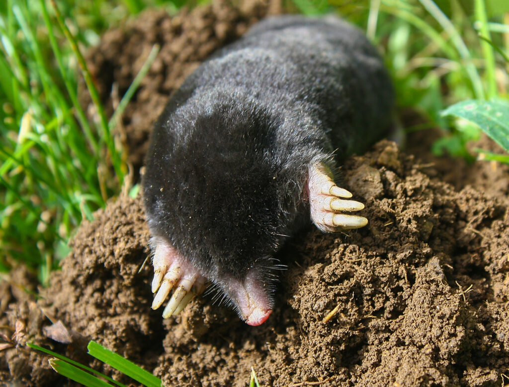 A mole.