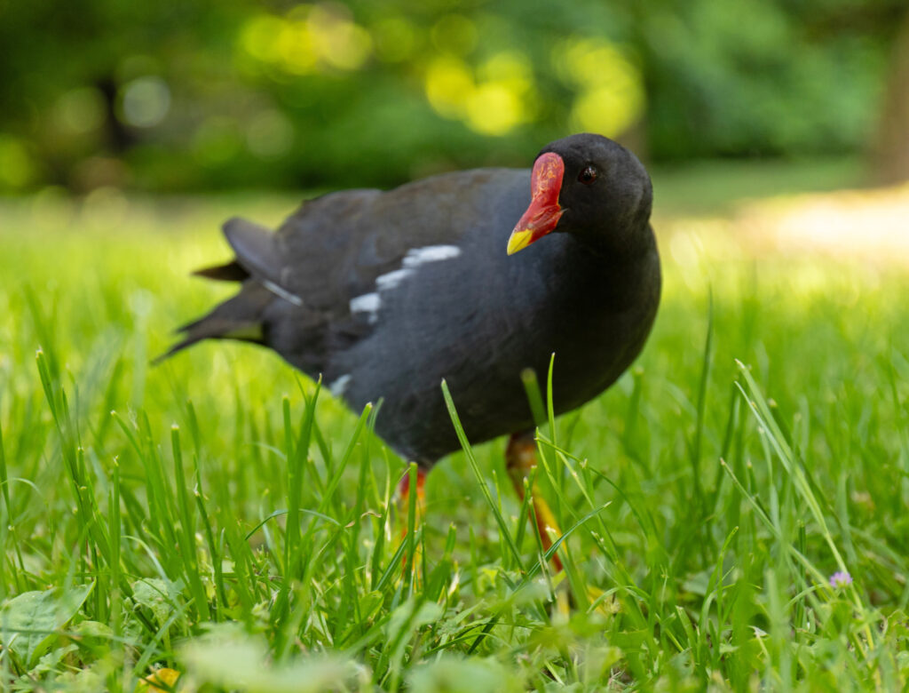 Moorhen.