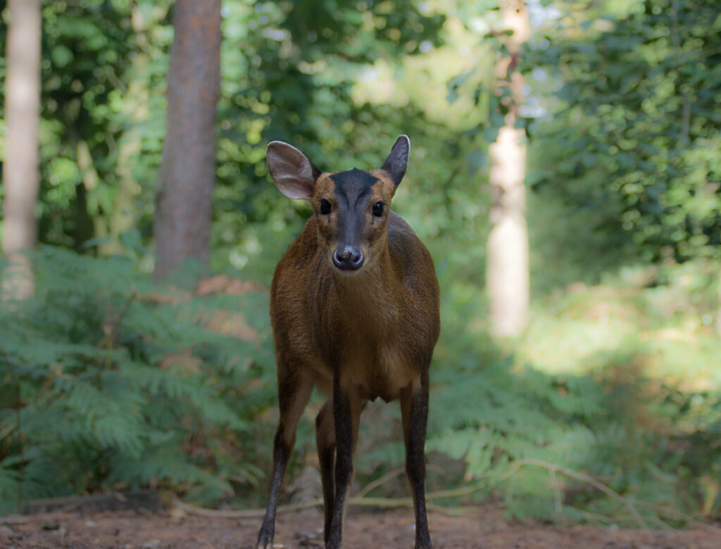 Muntjac deer.
