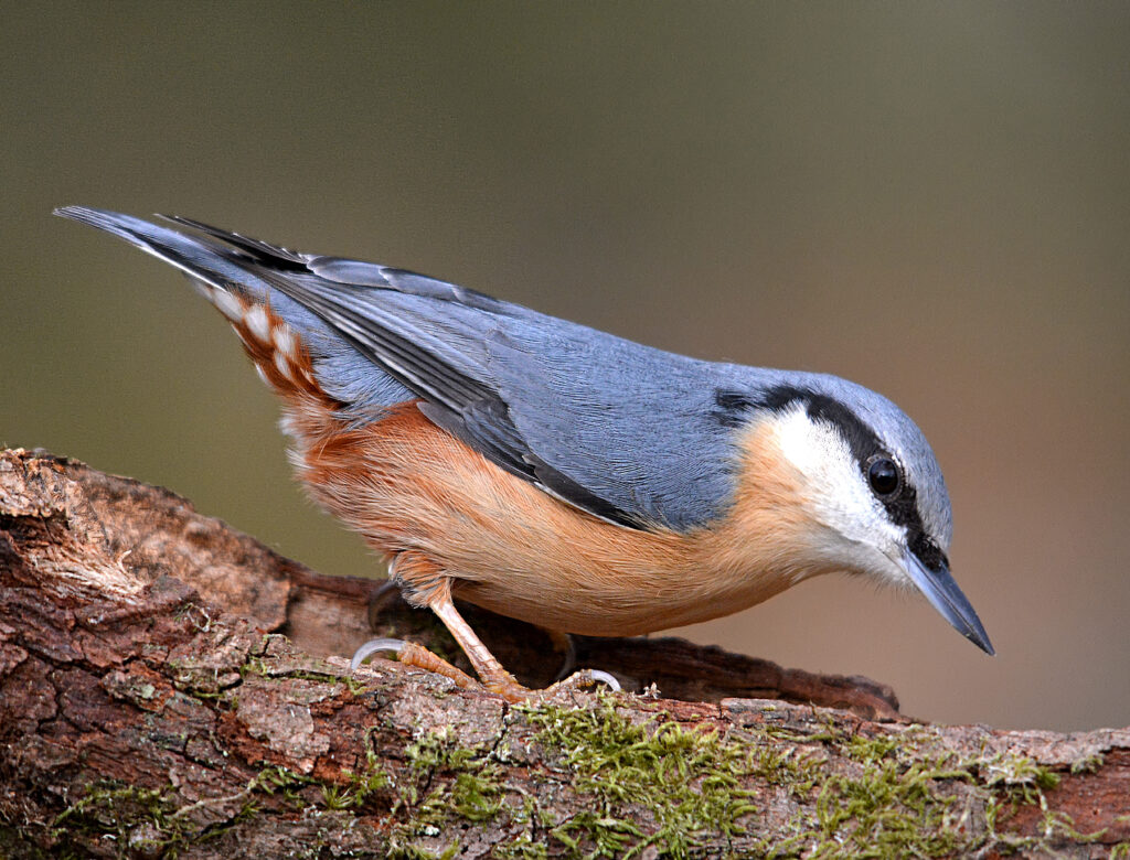 Nuthatch.