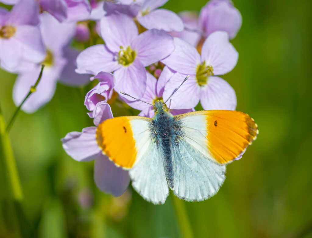 Orange-tip butterfly.