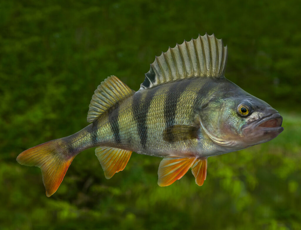 Perch fish.