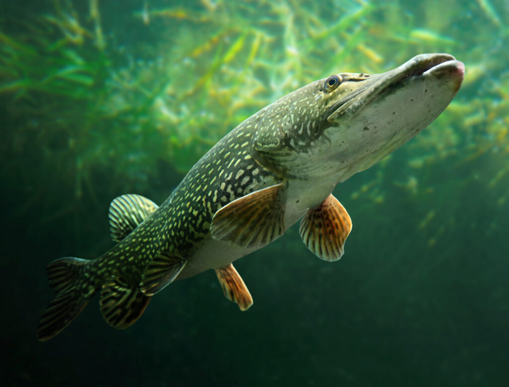 Pike fish.