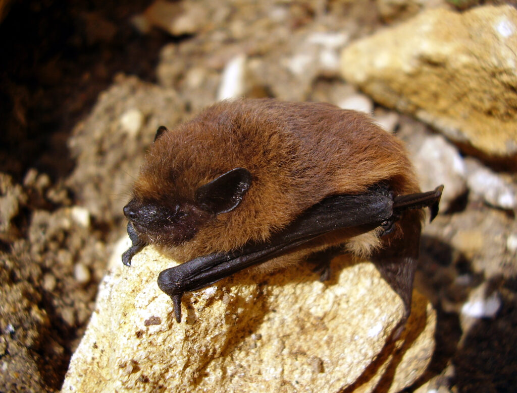 Pipistrelle bat.