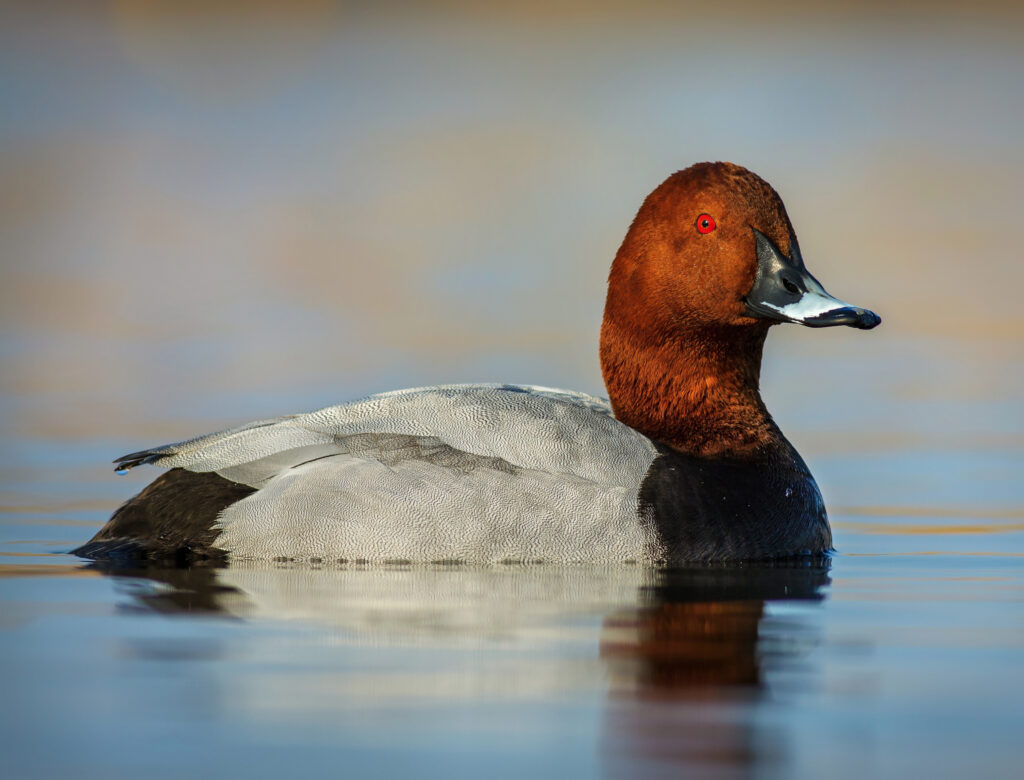 Pochard Duck.