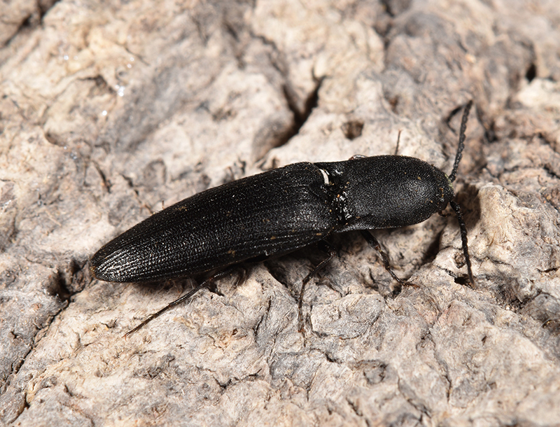 Queen's executioner beetle.