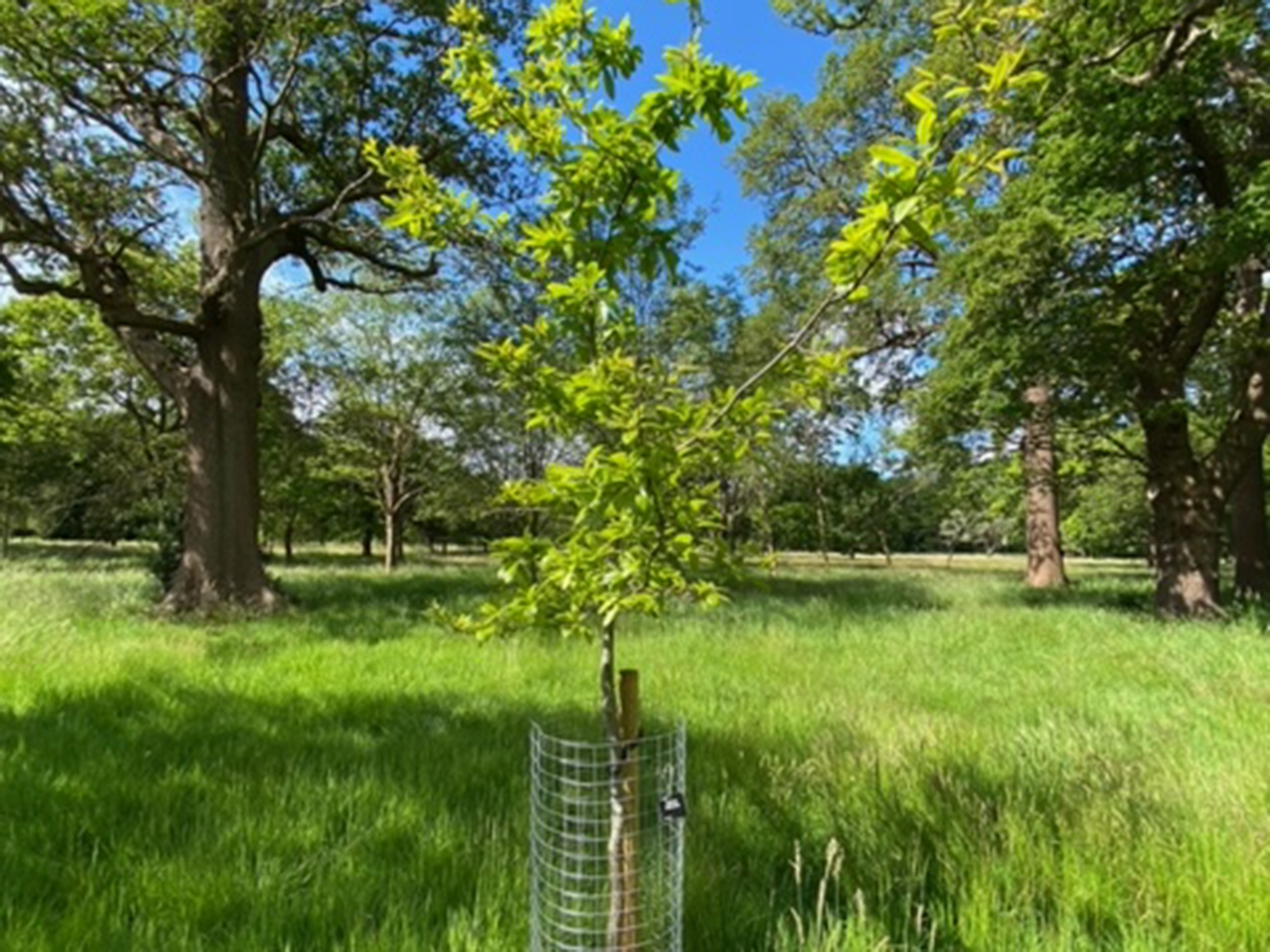 A sapling growing inside a tree guard.