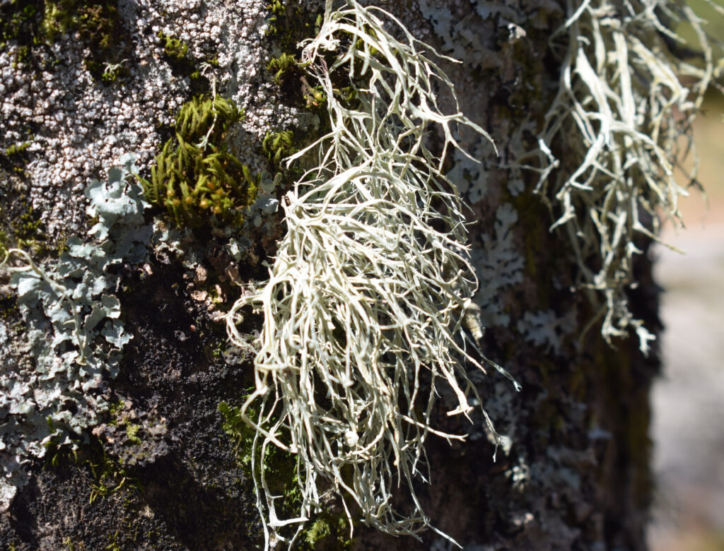 Ramalina farinacea lichen.