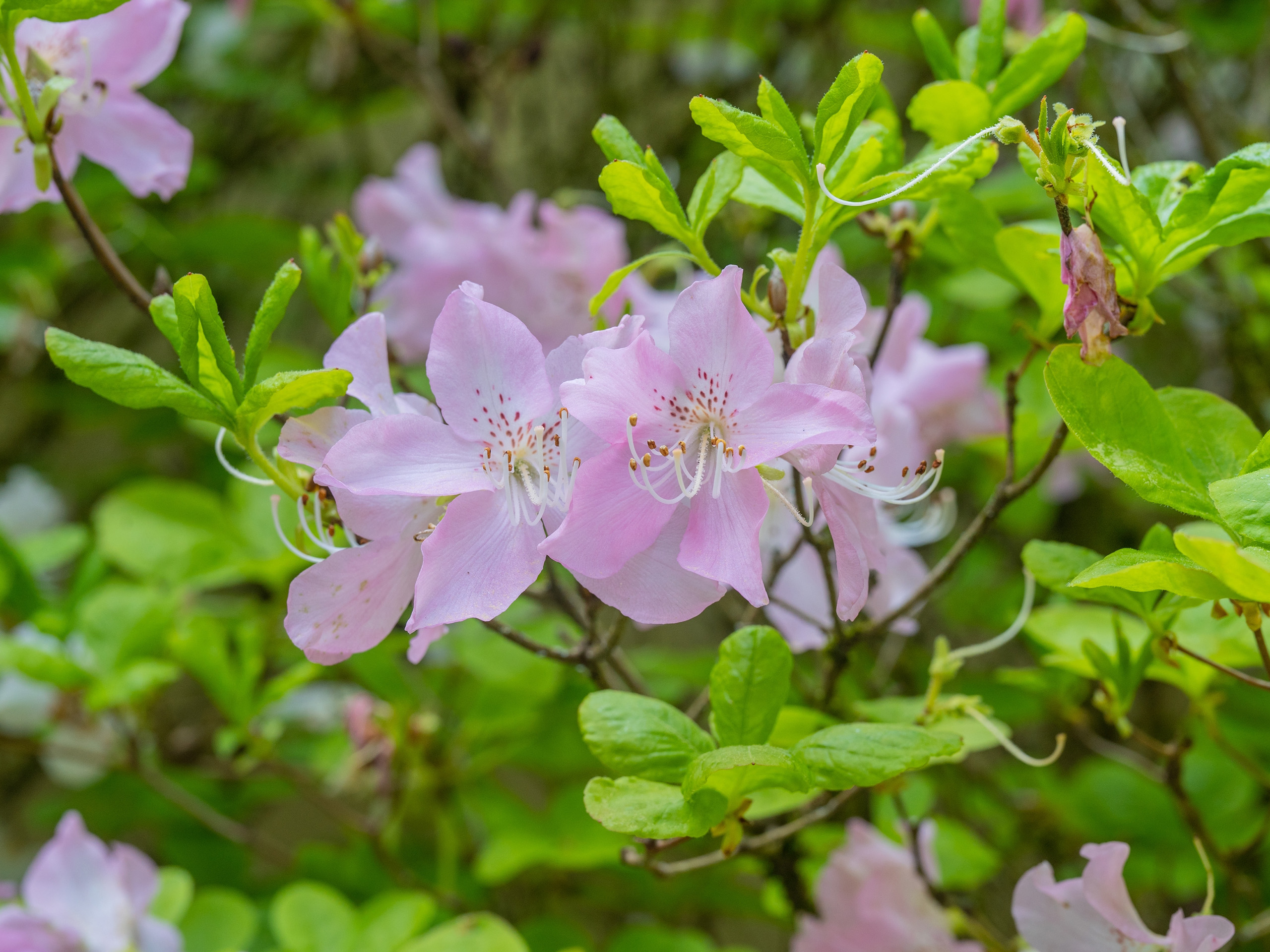 A rhododendron of pale to mid pink flowers.