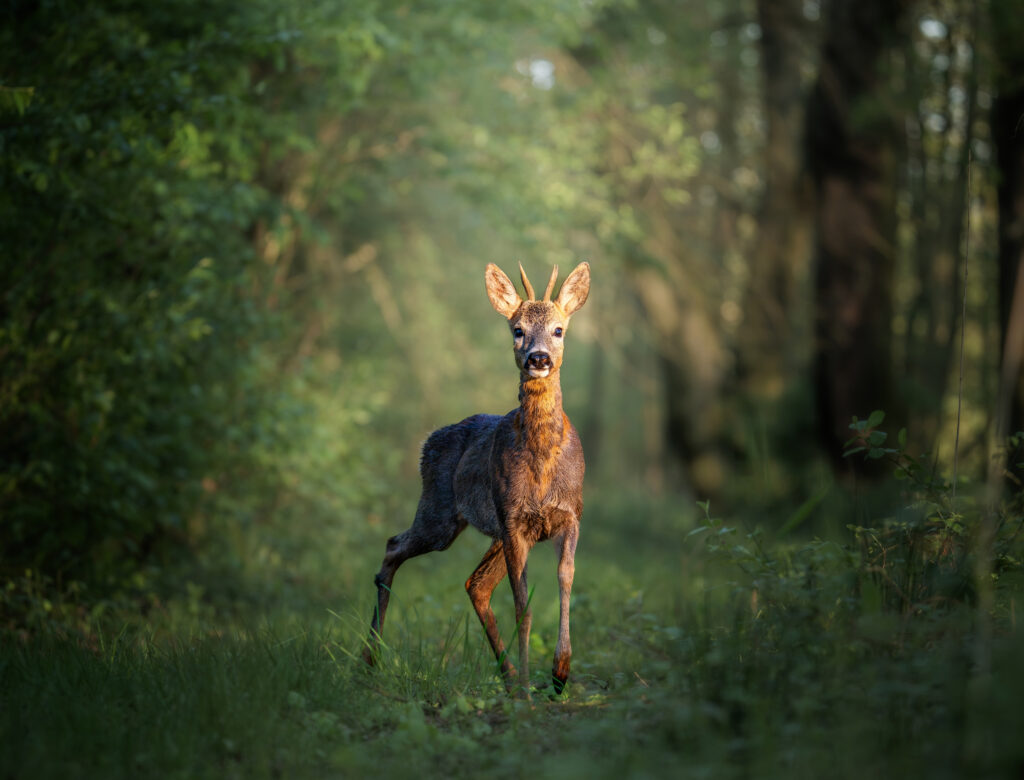 Roe deer.