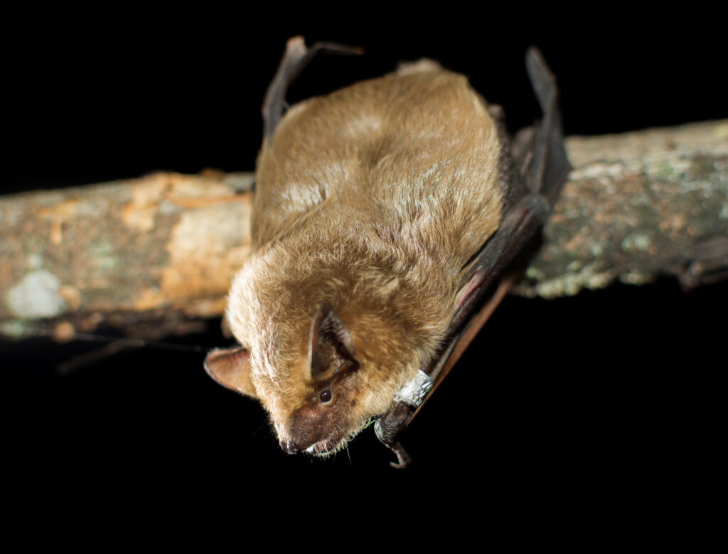Serotine bat.