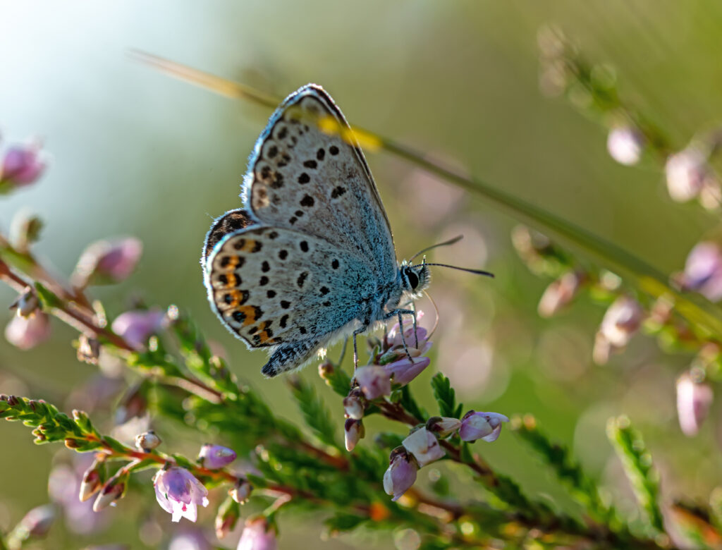 Silver-studded Blue butterfly.