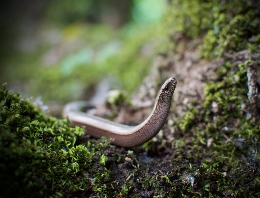 Slow-worm.