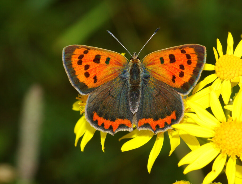 Small Copper butterfly.