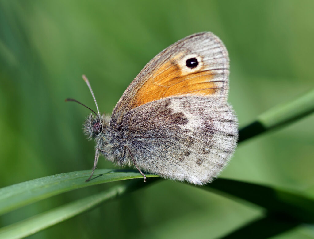 Small Heath butterfly.