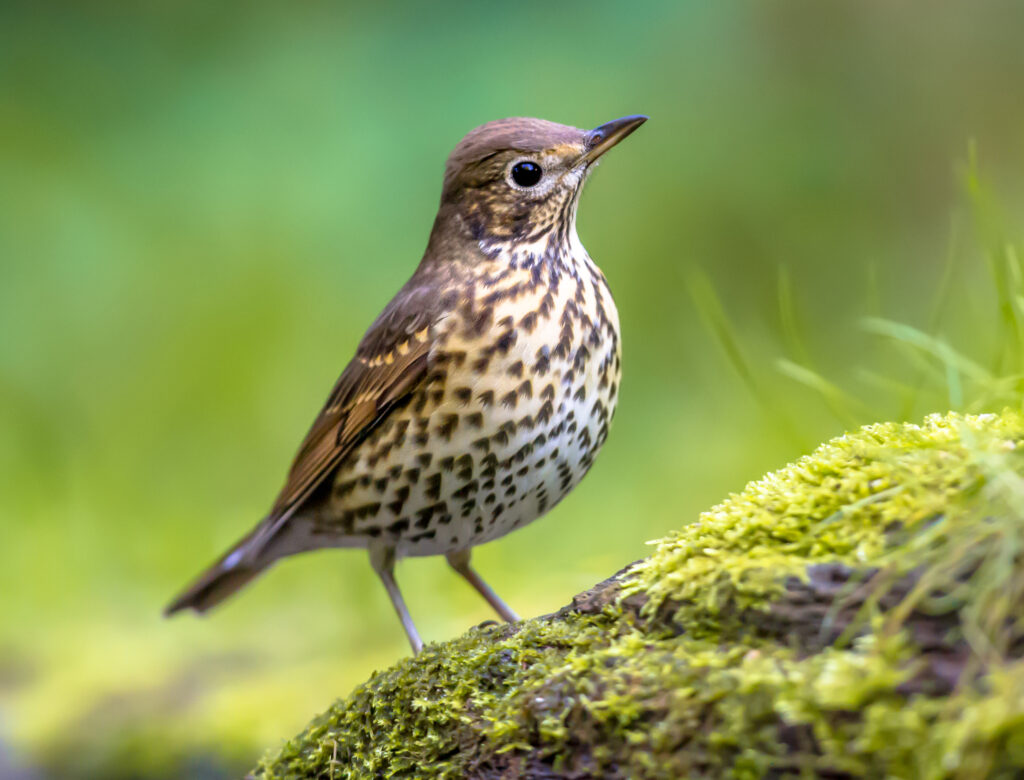 Song Thrush.