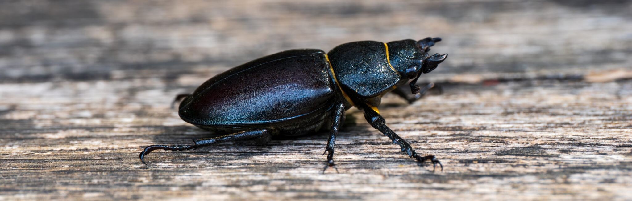 Lesser stag beetle.