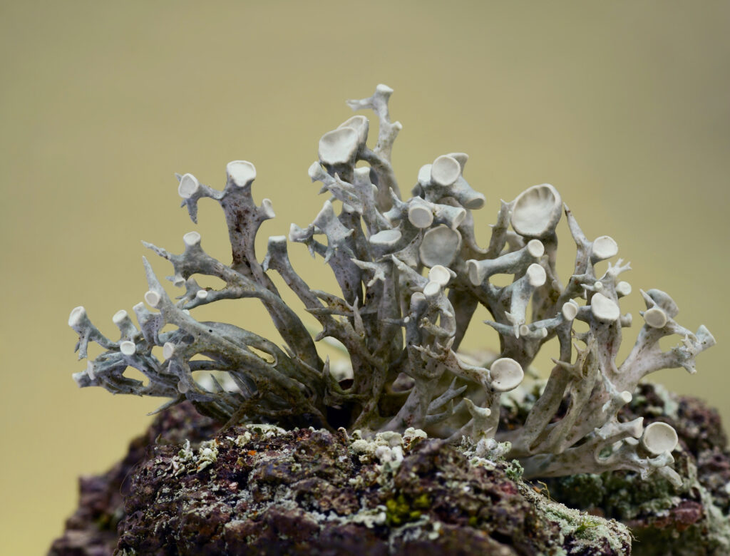 Ramalina fastigiata lichen.