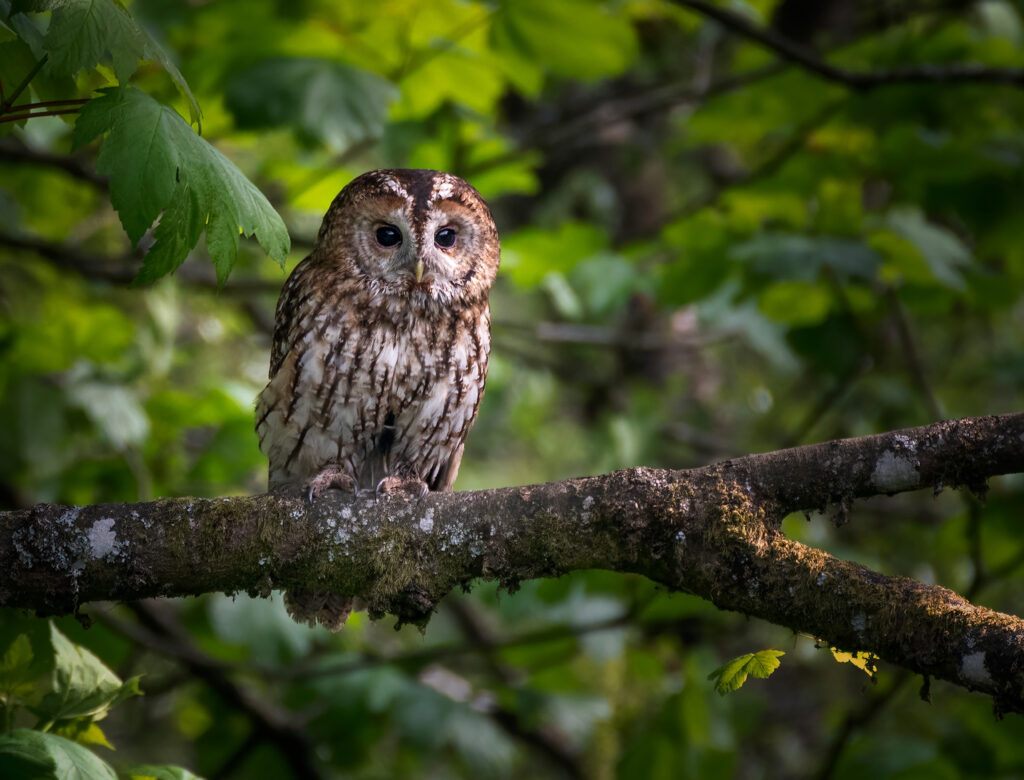 Tawny Owl.