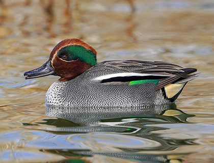Teal duck on the water.
