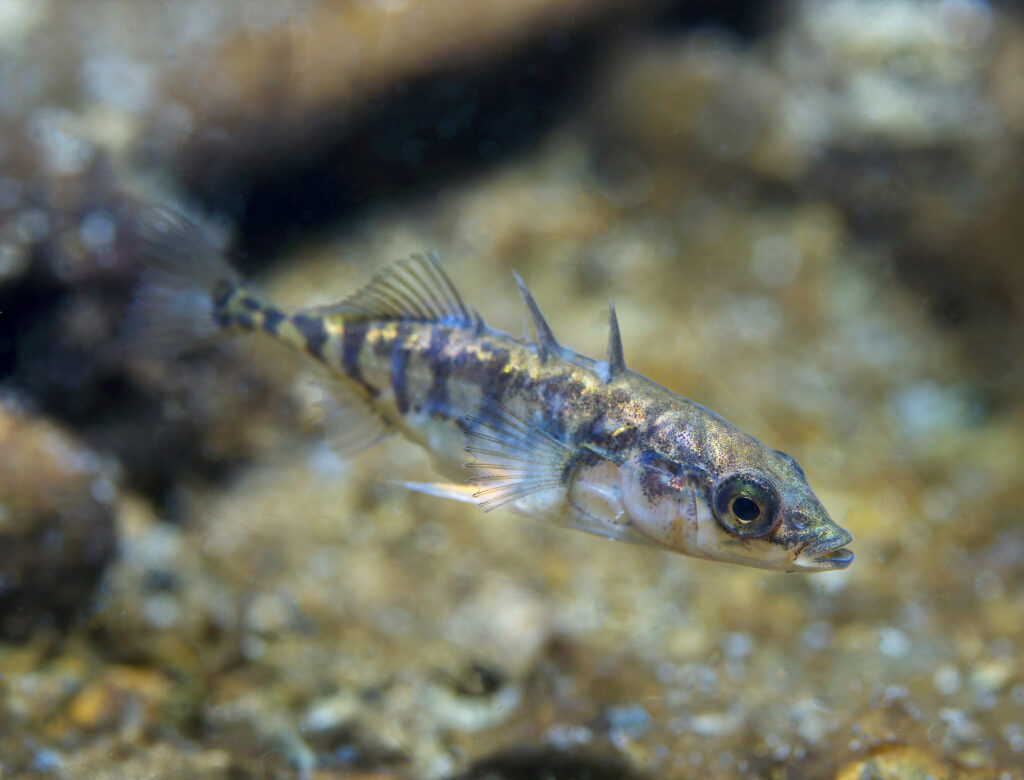 Three-spined stickleback fish.