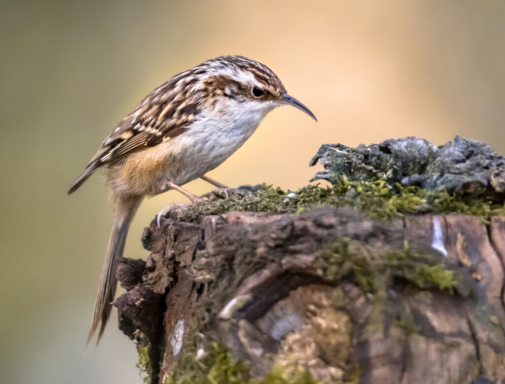 Treecreeper.
