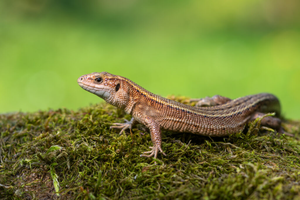 Viviparous lizard.