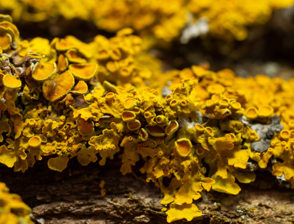 Xanthoria parietina lichen.