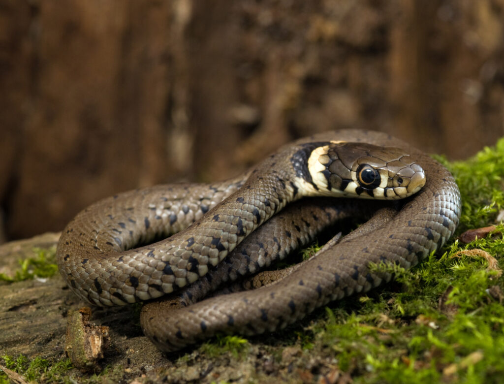 Young grass snake.