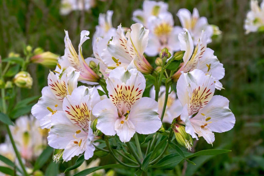 A cluster of white flowers.