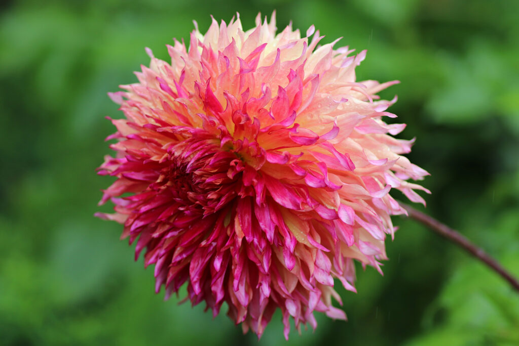 A large flower with peach pink twisted petals.