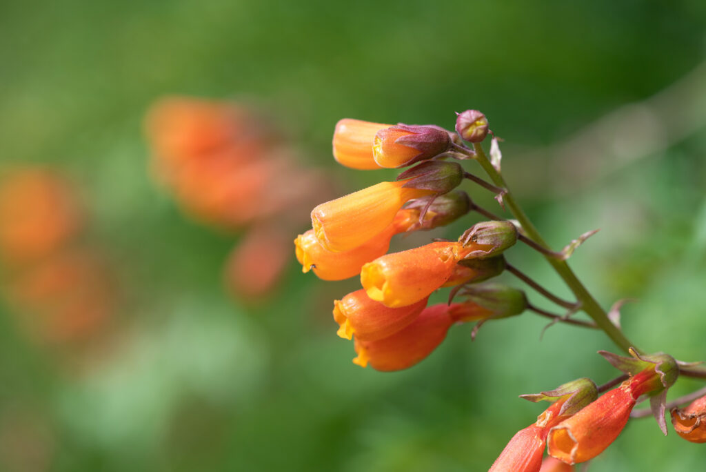 A close up of tubular orange flowers.