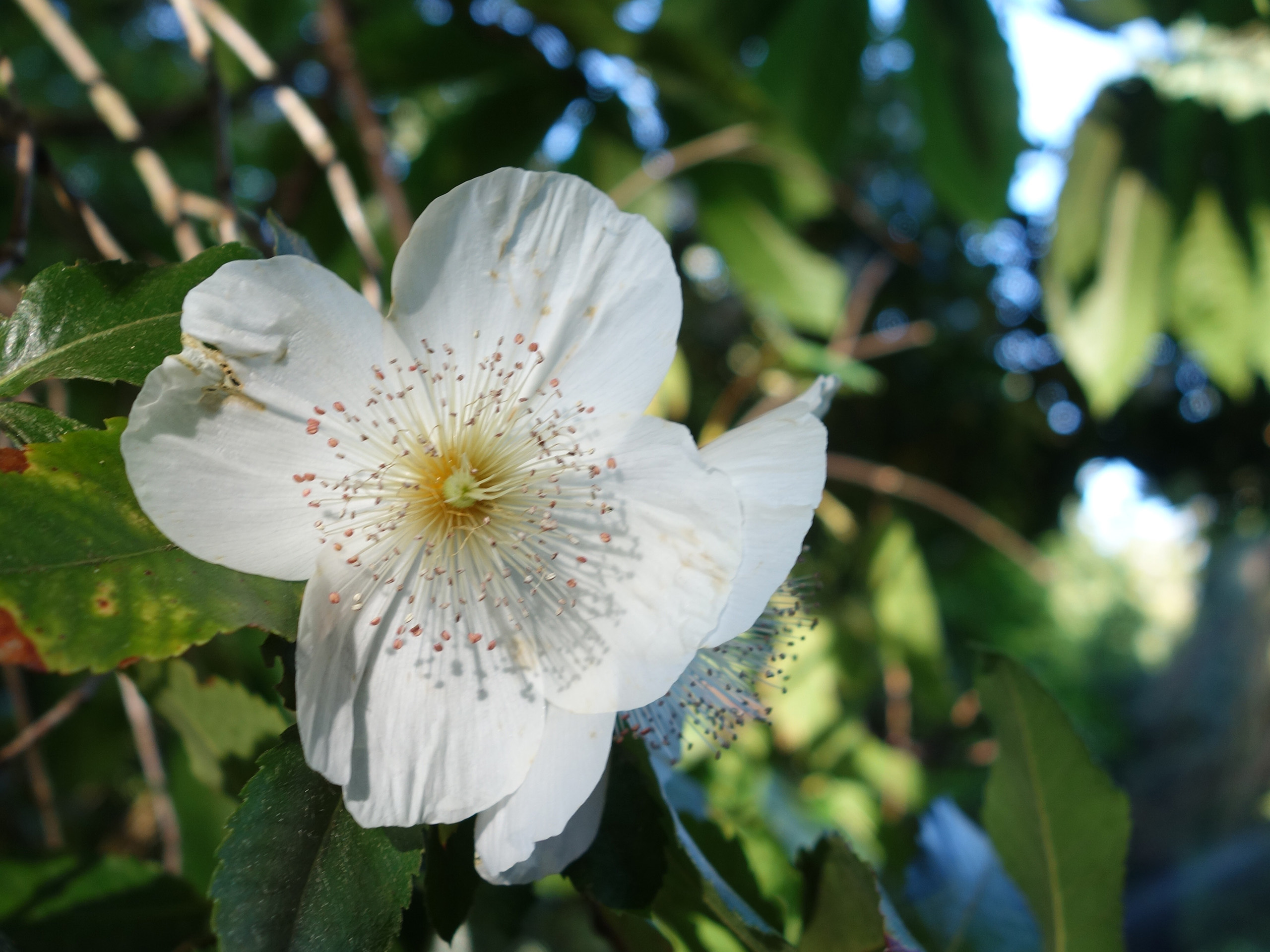 A close up of a large white flower with prominent stamens.