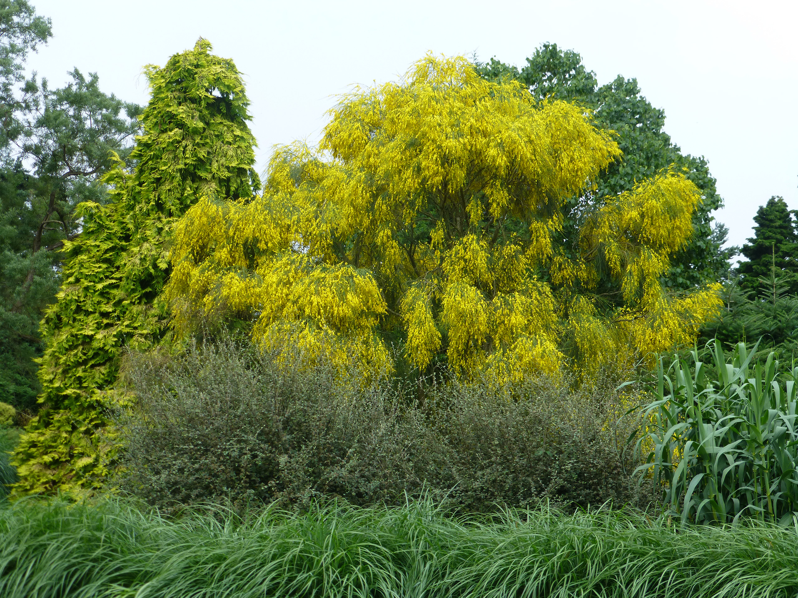 A garden with a weeping tree of small yellow flowers.