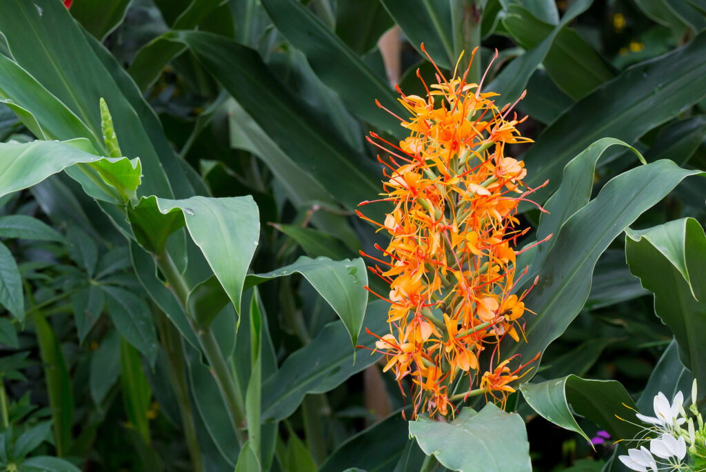A spike of orange flowers in front of lance-shaped leaves.