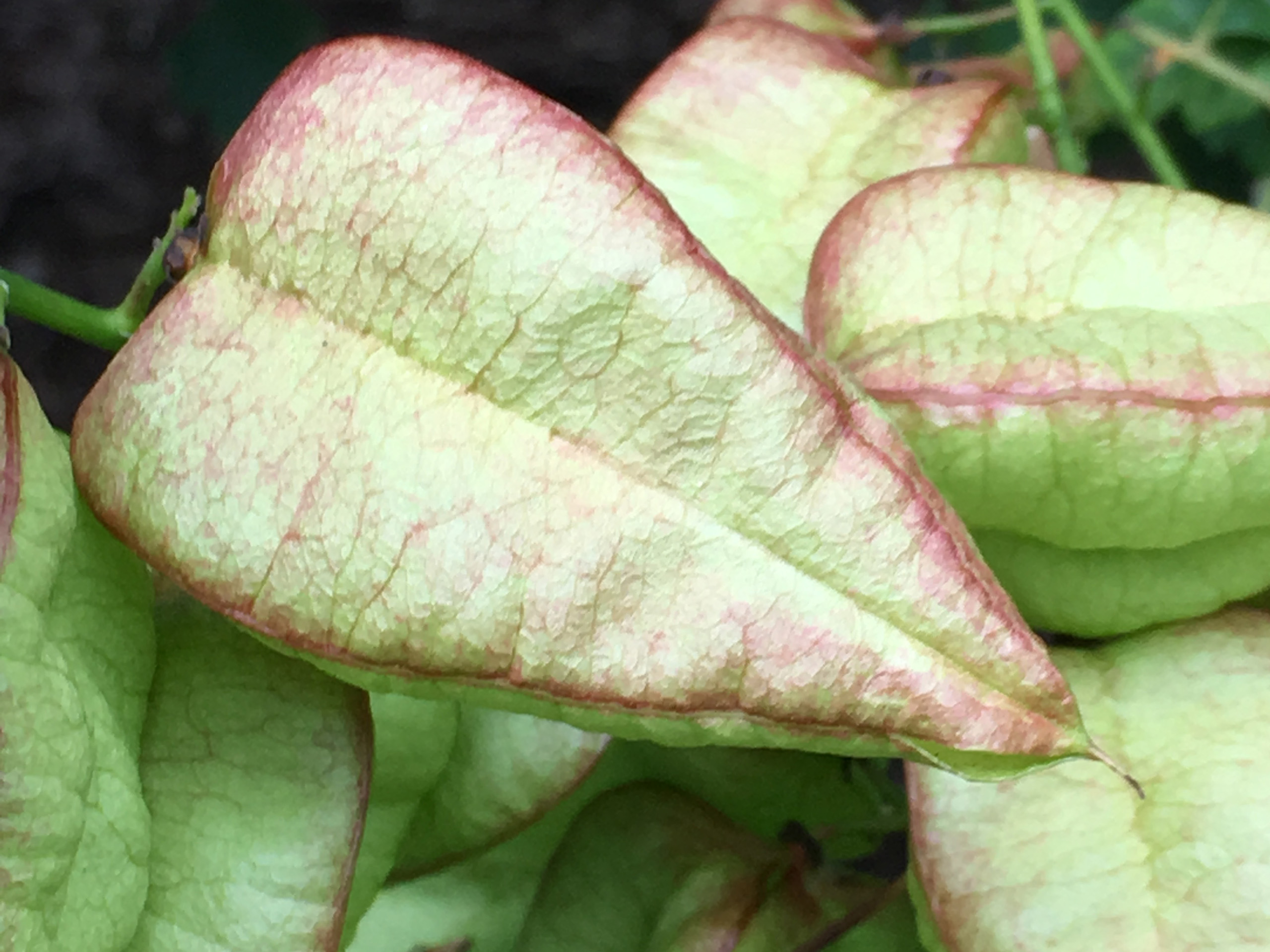 A close up of a bladder shaped seed pod.