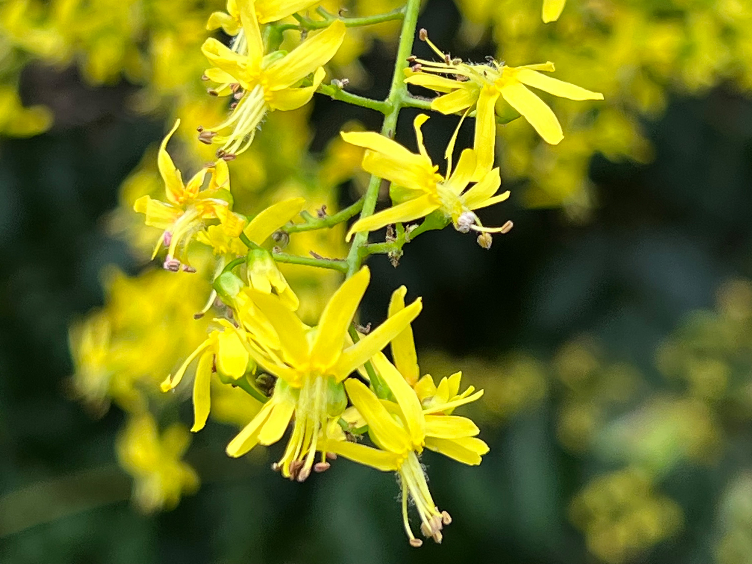 A close up of golden yellow flowers.