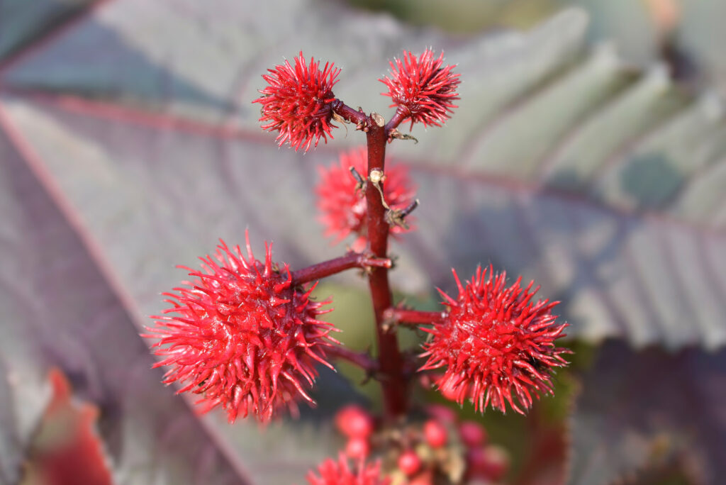 A plant with red spiky flowers.