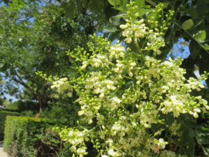 A mass of creamy white flowers.