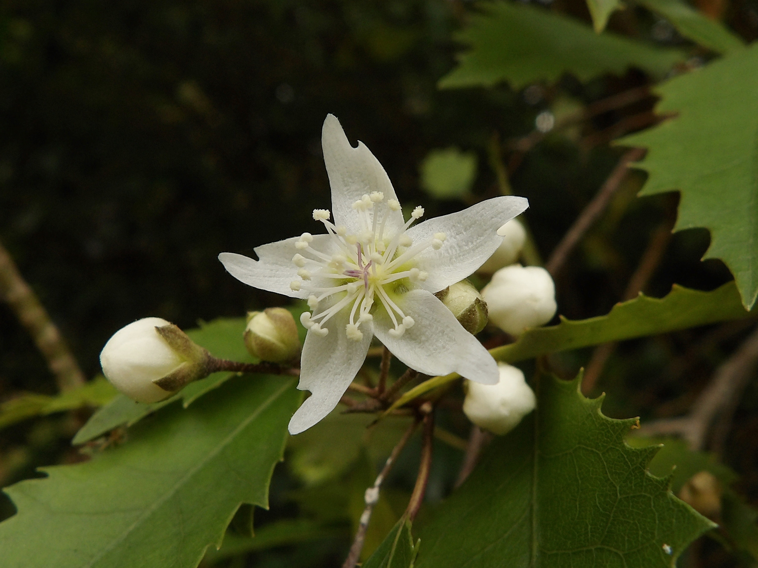 A white star shaped flower.