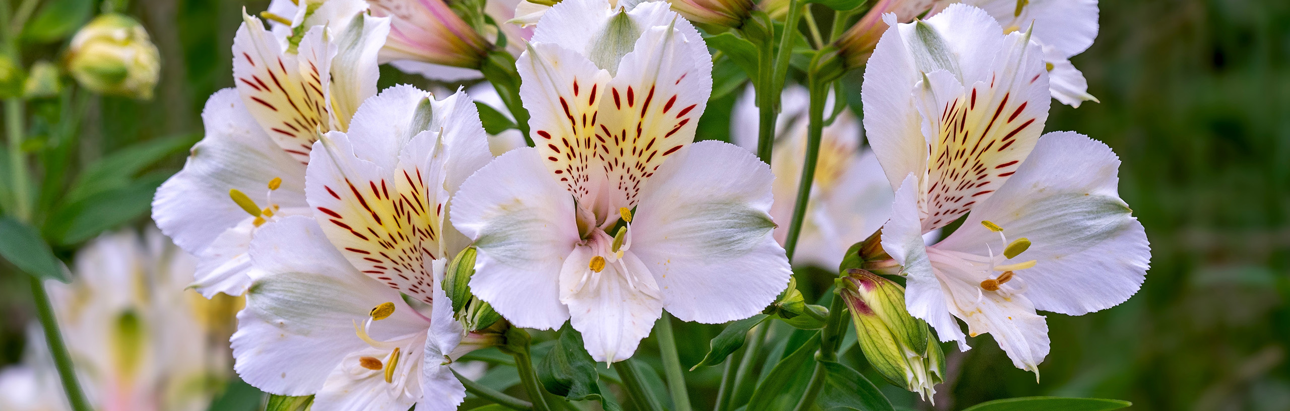 A cluster of white flowers.