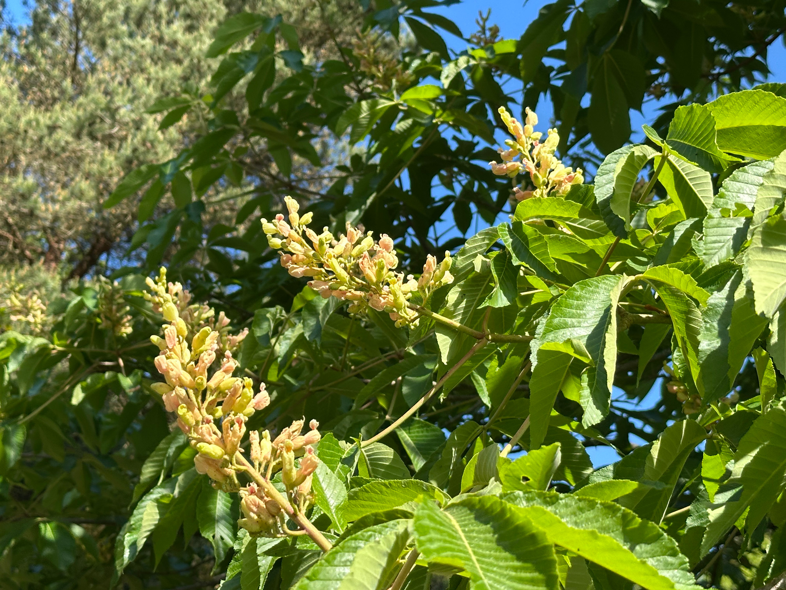 Yellow flowers growing from a tree branch.