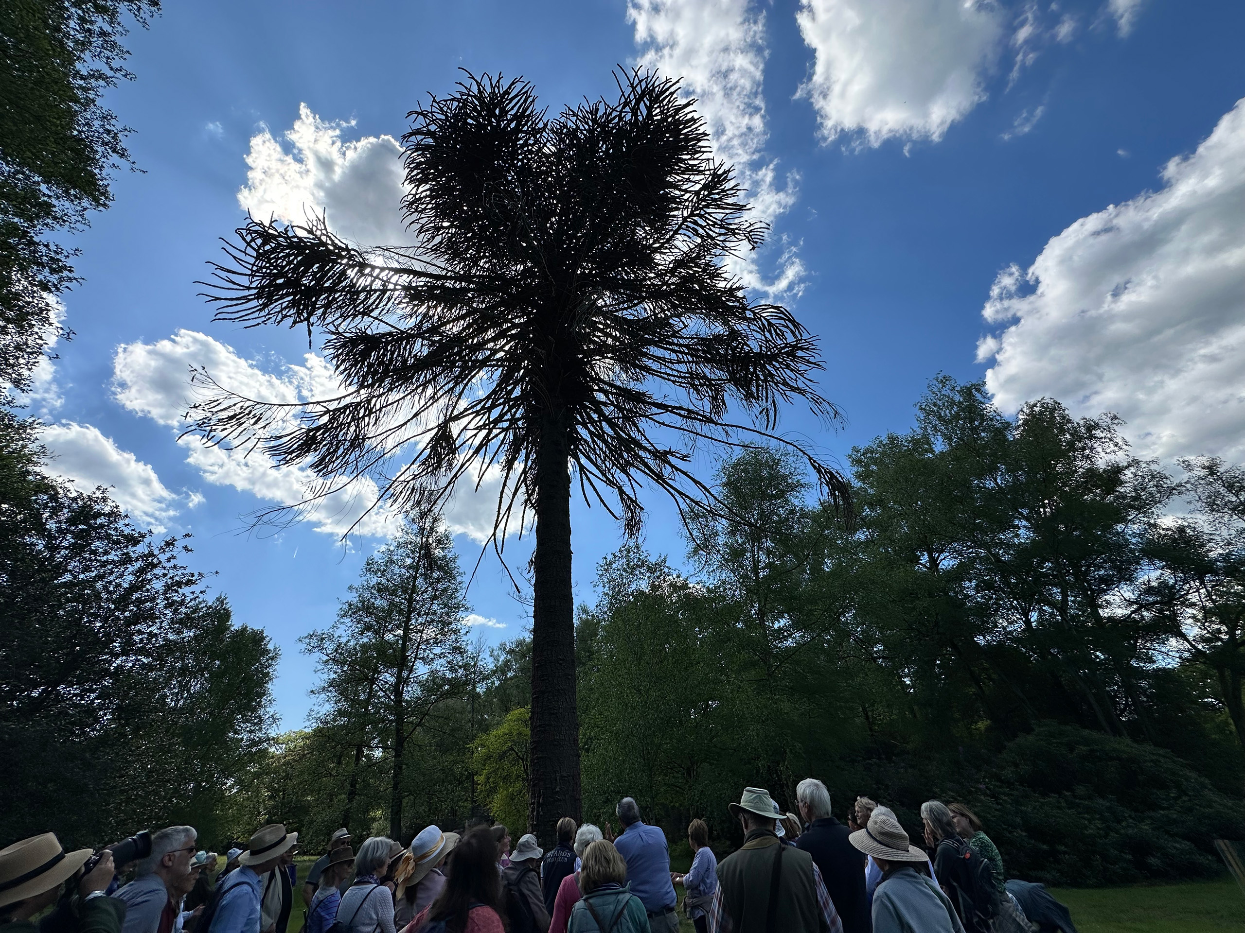 People standing beneath a tall tree.