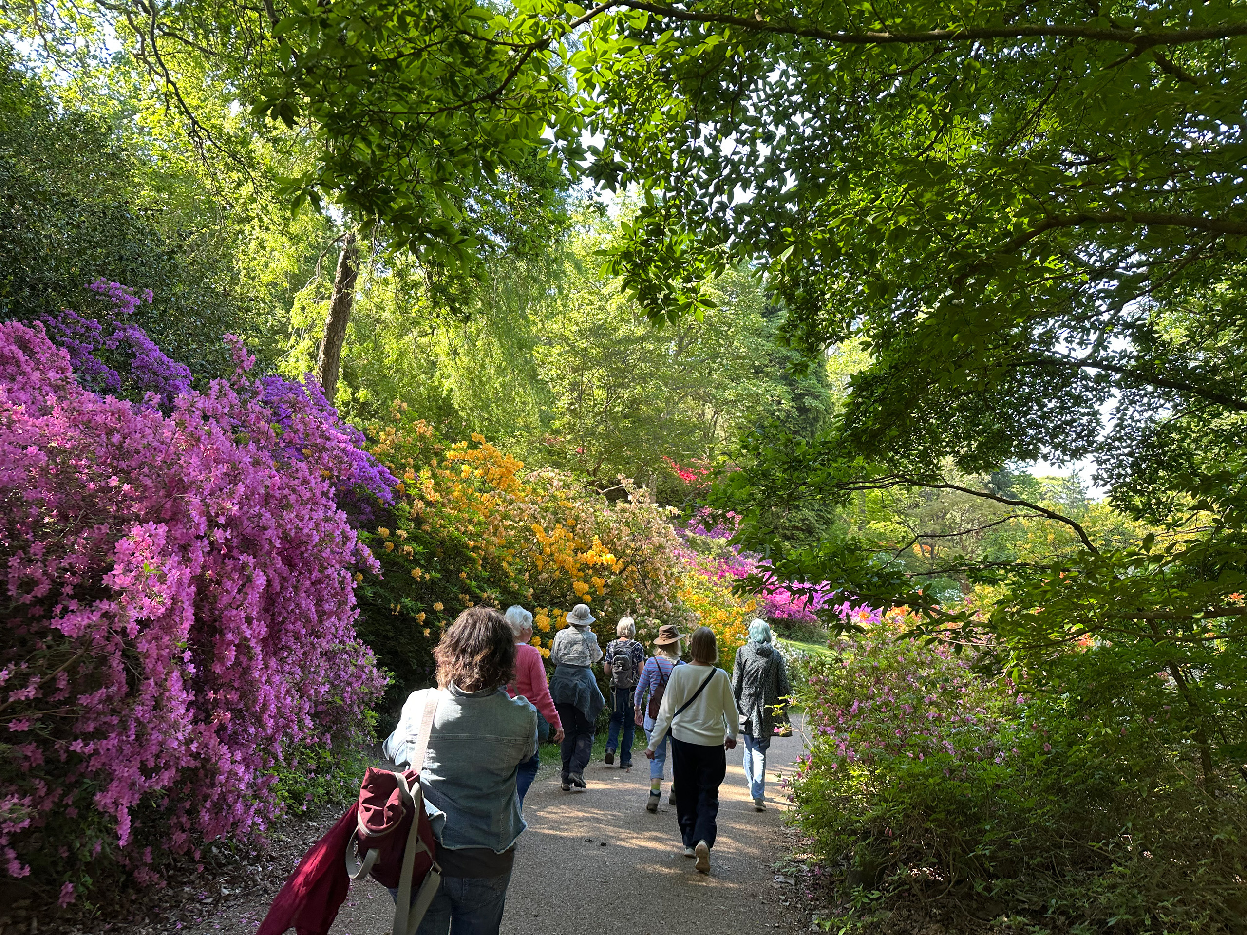 People walking down a hill with colourful azalea flowers beside the footpath.