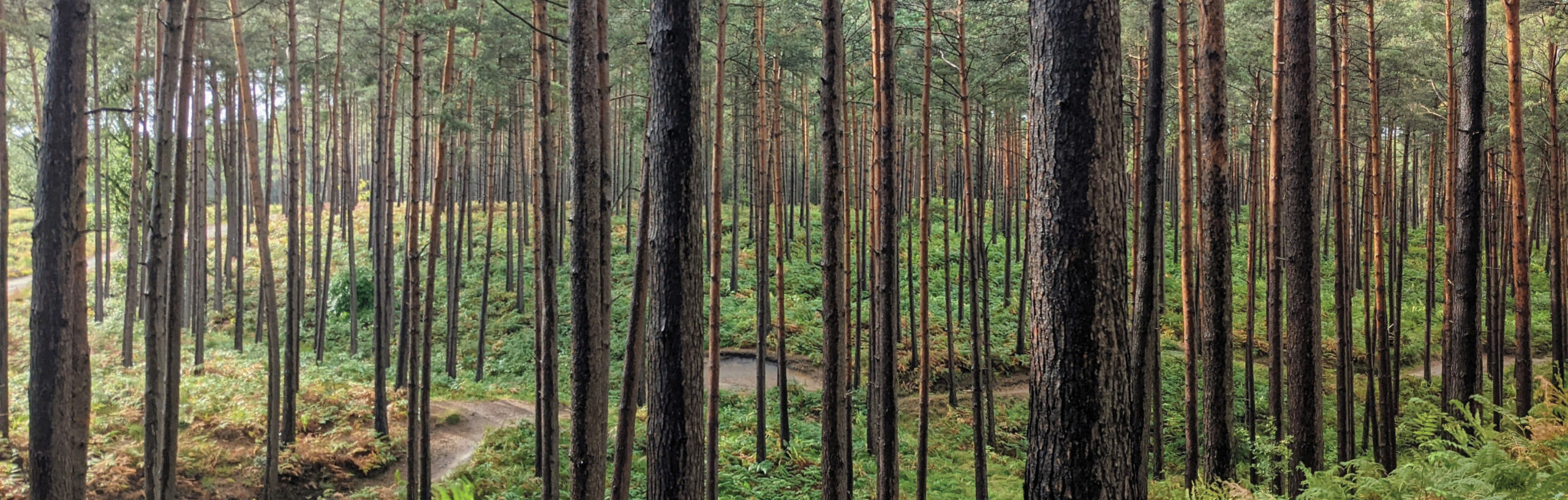 Swinley Forest bike trails.