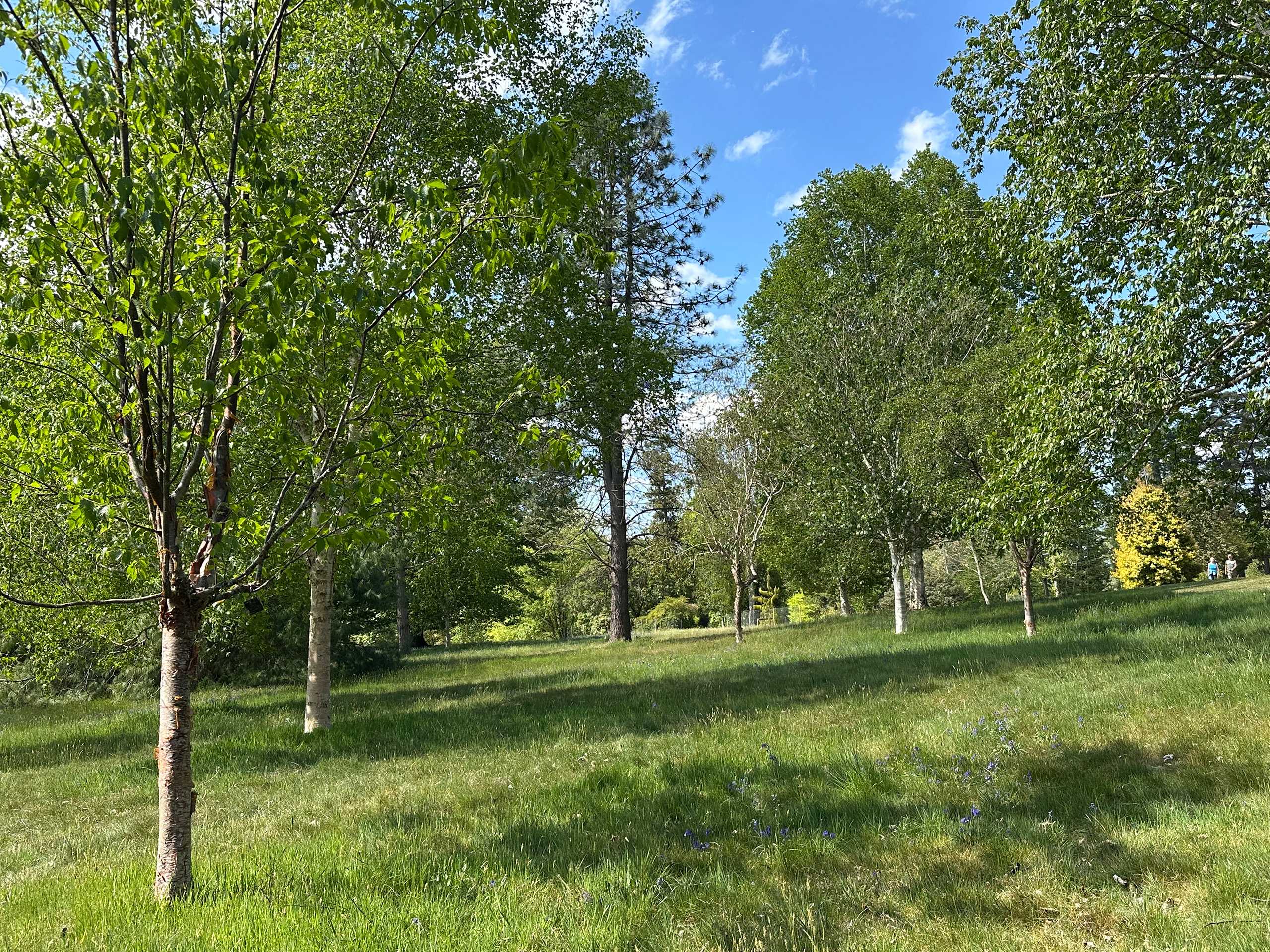 Birch trees growing on a hill.