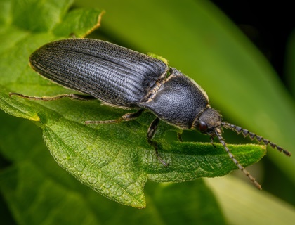 a black Click Beetle on a green leaf in nature.