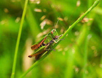 Common Green Grasshopper