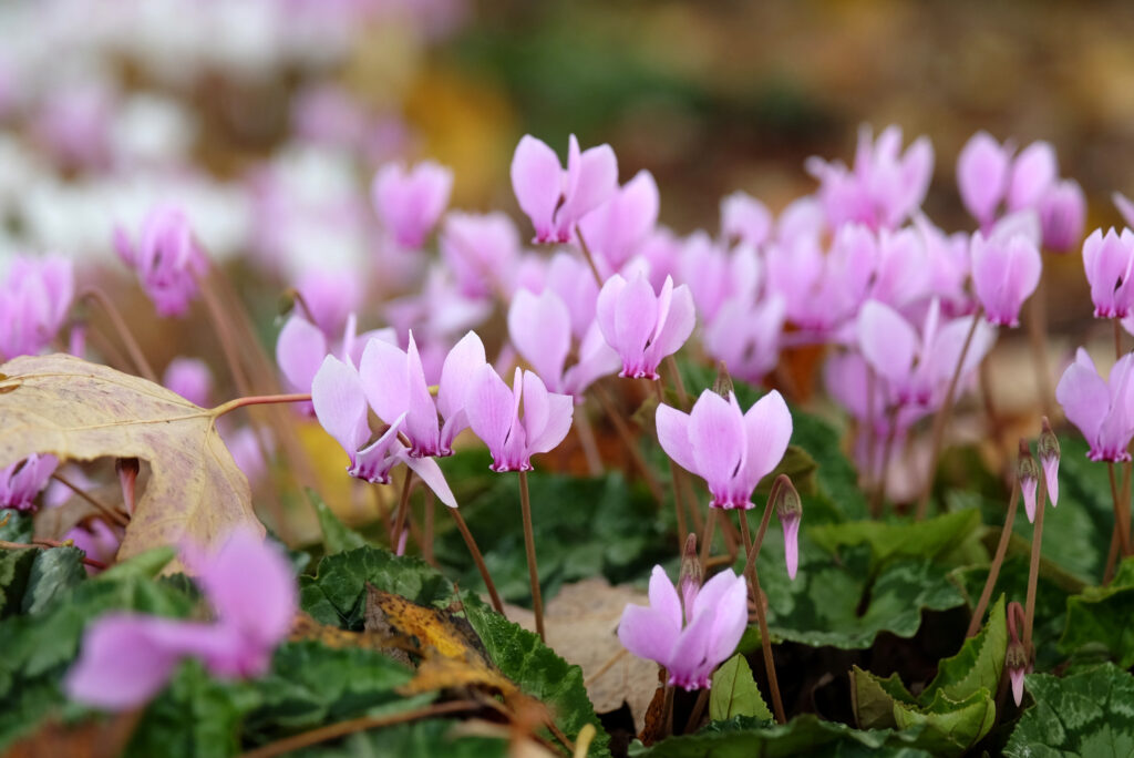 Small pink flowers growing from a leaf-coated ground.