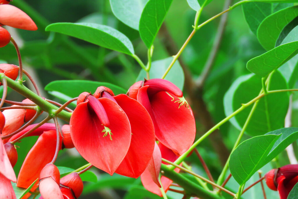 a branch of deep scarlet, pea-like flowers.